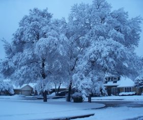 Covered with snow tree Stock Photo 02