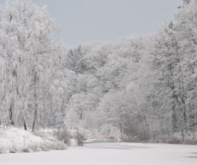 Covered with snow tree Stock Photo 03