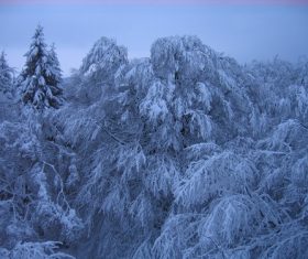 Covered with snow tree Stock Photo 04