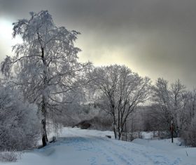 Covered with snow tree Stock Photo 05