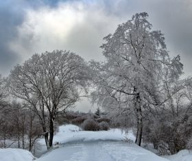 Covered with snow tree Stock Photo 06