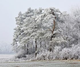 Covered with snow tree Stock Photo 07