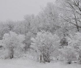 Covered with snow tree Stock Photo 08