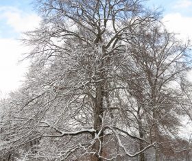 Covered with snow tree Stock Photo 09