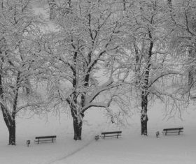 Covered with snow tree Stock Photo 10