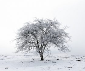 Covered with snow tree Stock Photo 11