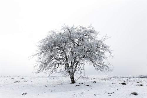 Covered with snow tree Stock Photo 11