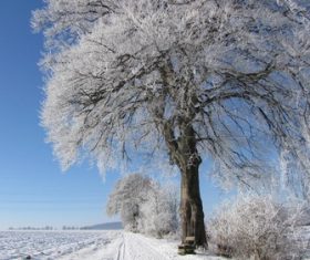 Covered with snow tree Stock Photo 12