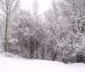 Covered with snow tree Stock Photo 13