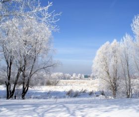 Covered with snow tree Stock Photo 14