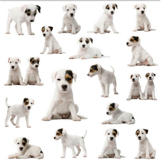 Cute White Puppy Illustration vector