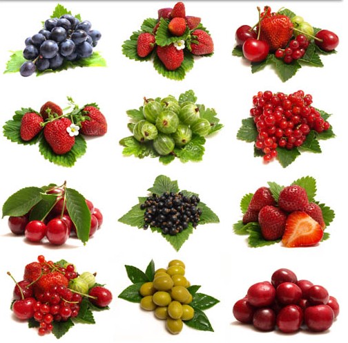 Different Berries free vector