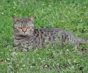 Dragon-Li resting on the grass Stock Photo