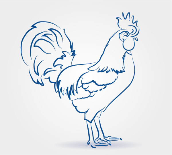 Draw Cock design vectors