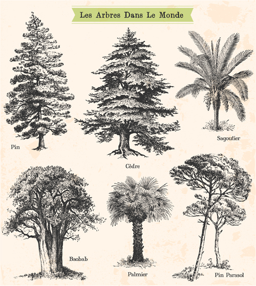 Drawn trees vectors graphics
