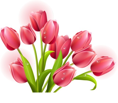 Elegant tulip vectors