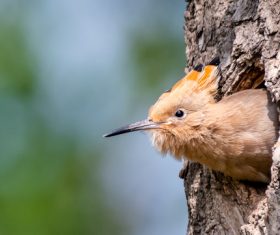 Eurasian Hoopoe in the nest Stock Photo 01