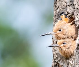 Eurasian Hoopoe in the nest Stock Photo 02