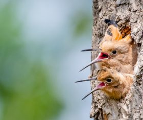 Eurasian Hoopoe in the nest Stock Photo 03