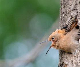 Eurasian Hoopoe in the nest Stock Photo 04