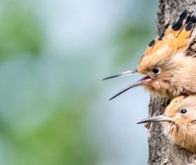 Eurasian Hoopoe in the nest Stock Photo 05