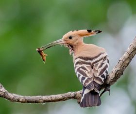Eurasian hoopoe prey on Stock Photo