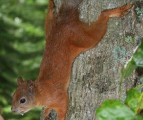 Feeding little squirrels Stock Photo