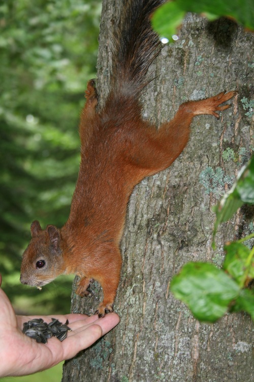 Feeding little squirrels Stock Photo