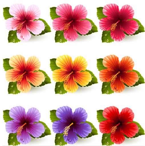 Flowers graphic 2 vector free download