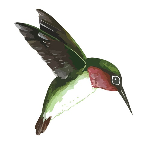 Flying Humming Bird art vectors graphics