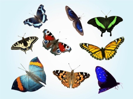Free Butterfly vector