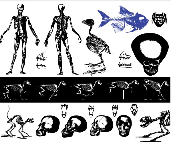 Free Skeleton Images vector set