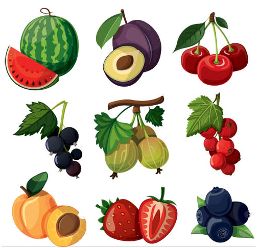 Fruits Set vector