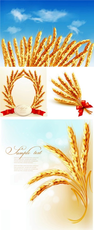 Golden wheat vector