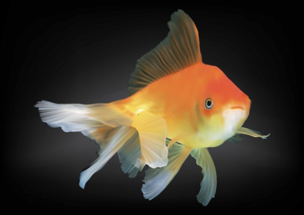 Goldfish creative vector