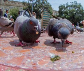 Gray pigeons foraging in the square Stock Photo