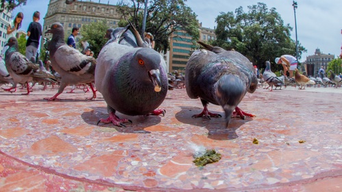 Gray pigeons foraging in the square Stock Photo