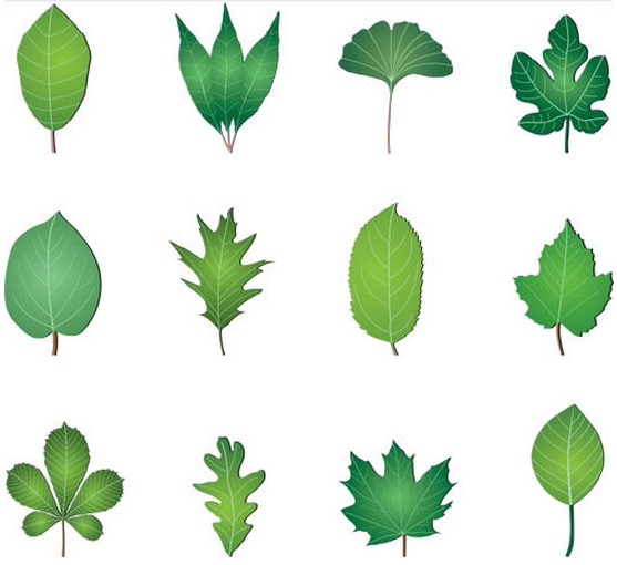 Green Leaves vector free download