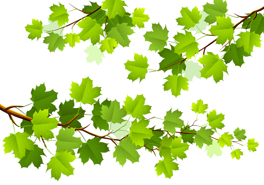 Green leaves set 1 vector