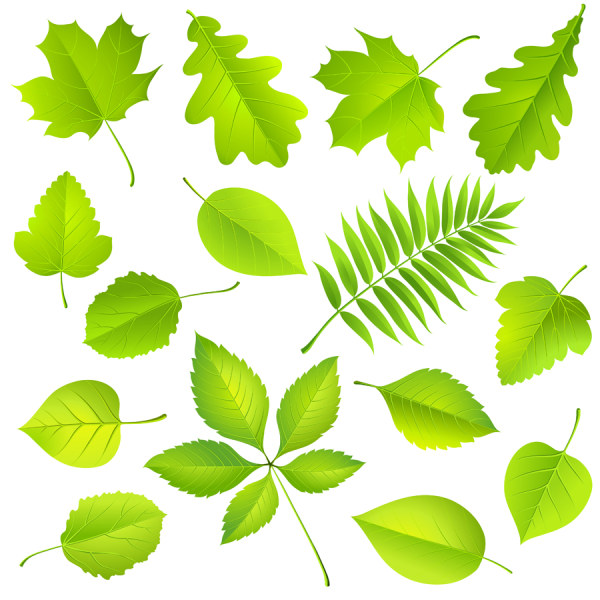 Green leaves set 3 vector