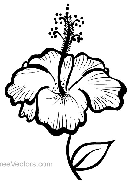 Hand Drawn Hibiscus Flower vector
