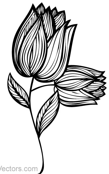 Hand Drawn Rose Flower Design vectors