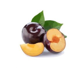 Hand drawn plum vector