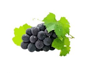 Hand drawn purple grape vector