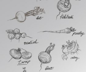 Hand drawn sketch vegetables vector