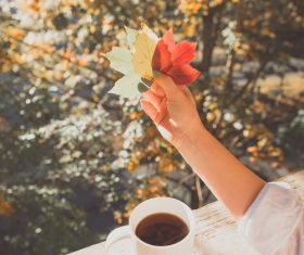 Hand holding red maple leaf Stock Photo