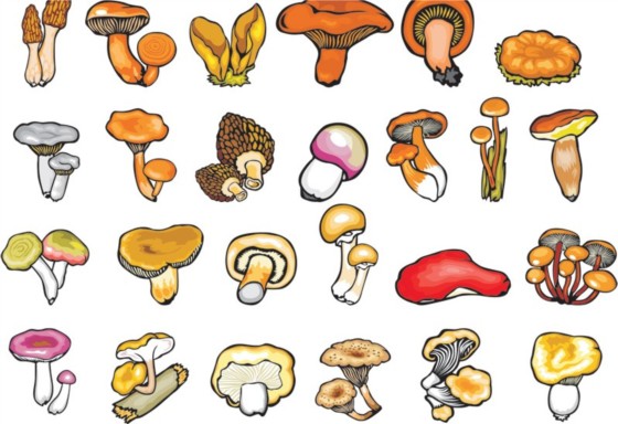 Hand-painted mushroom vector graphics