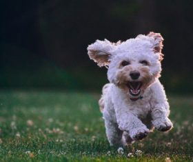 Happy puppy running Stock Photo