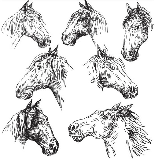 Horses Heads creative vector