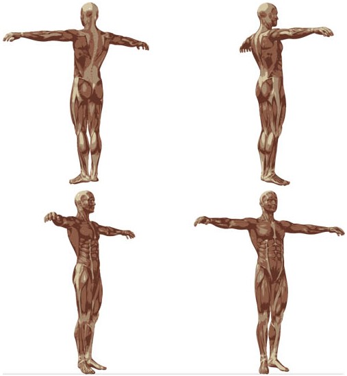 Human Body Anatomy design vector
